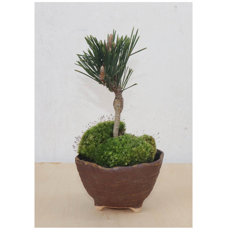 Bonsai Pot Ceramic Mini Bonsai Bowl Planters, Planter Pots, Brown