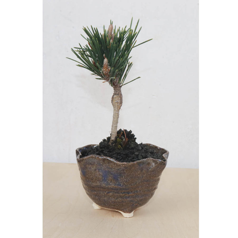 Bonsai Pot Ceramic Mini Bonsai Bowl Planters, Planter Pots, Blue