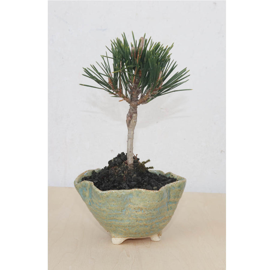 Bonsai Pot Ceramic Mini Bonsai Bowl Planters, Planter Pots, Green