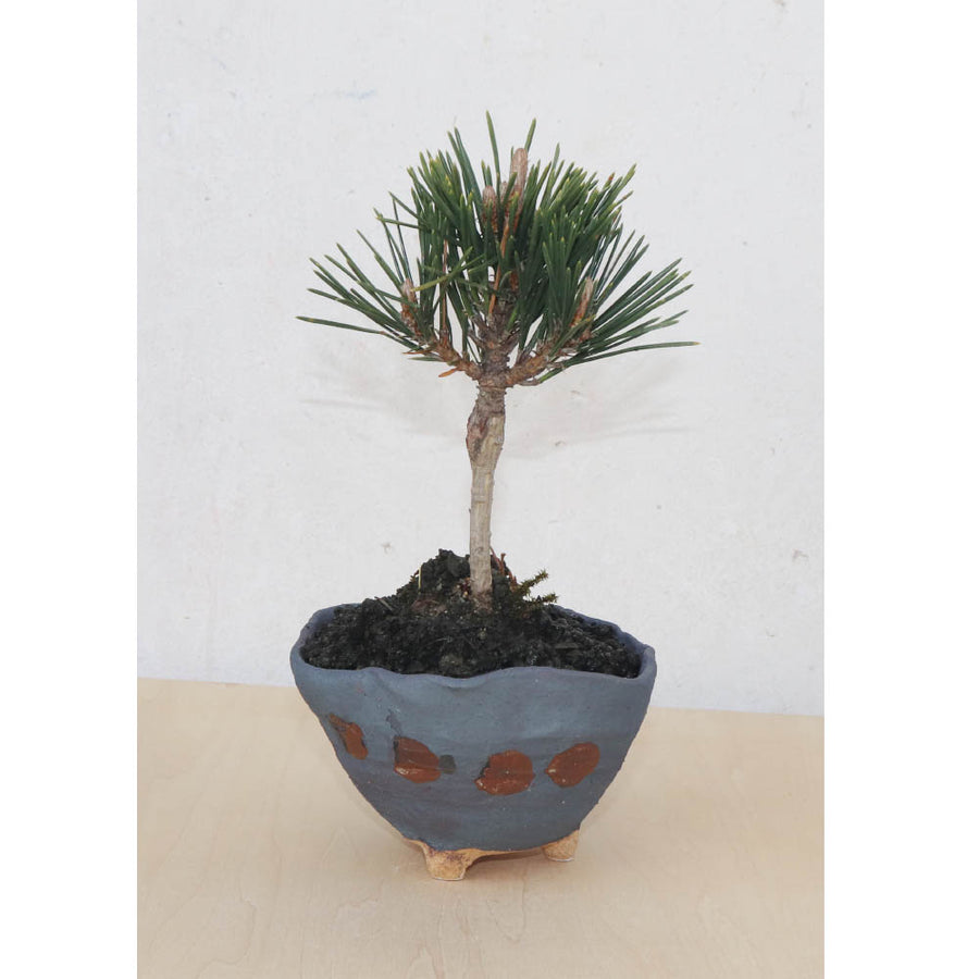 Bonsai Pot Ceramic Mini Bonsai Bowl Planters, Planter Pots, Gray