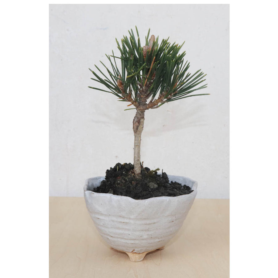 Bonsai Pot Ceramic Mini Bonsai Bowl Planters, Planter Pots, White