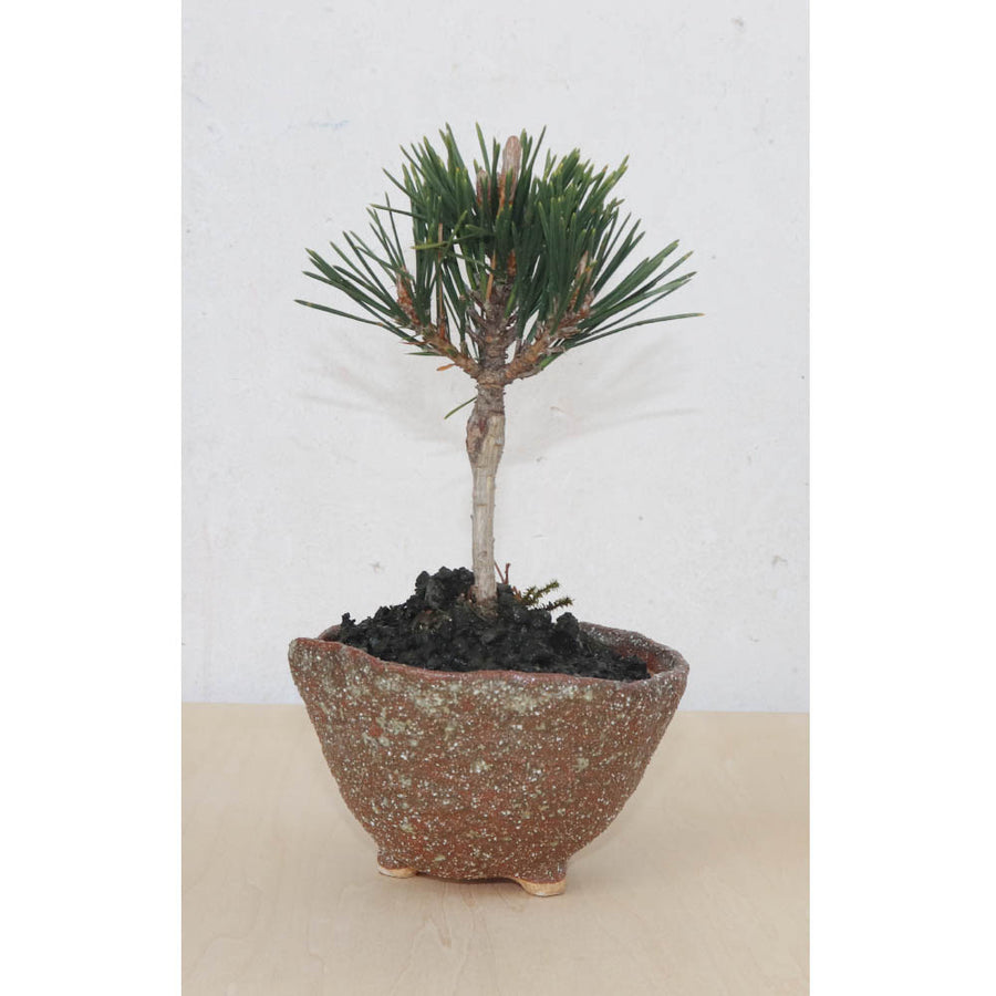 Bonsai Pot Ceramic Mini Bonsai Bowl Planters, Planter Pots, Sand