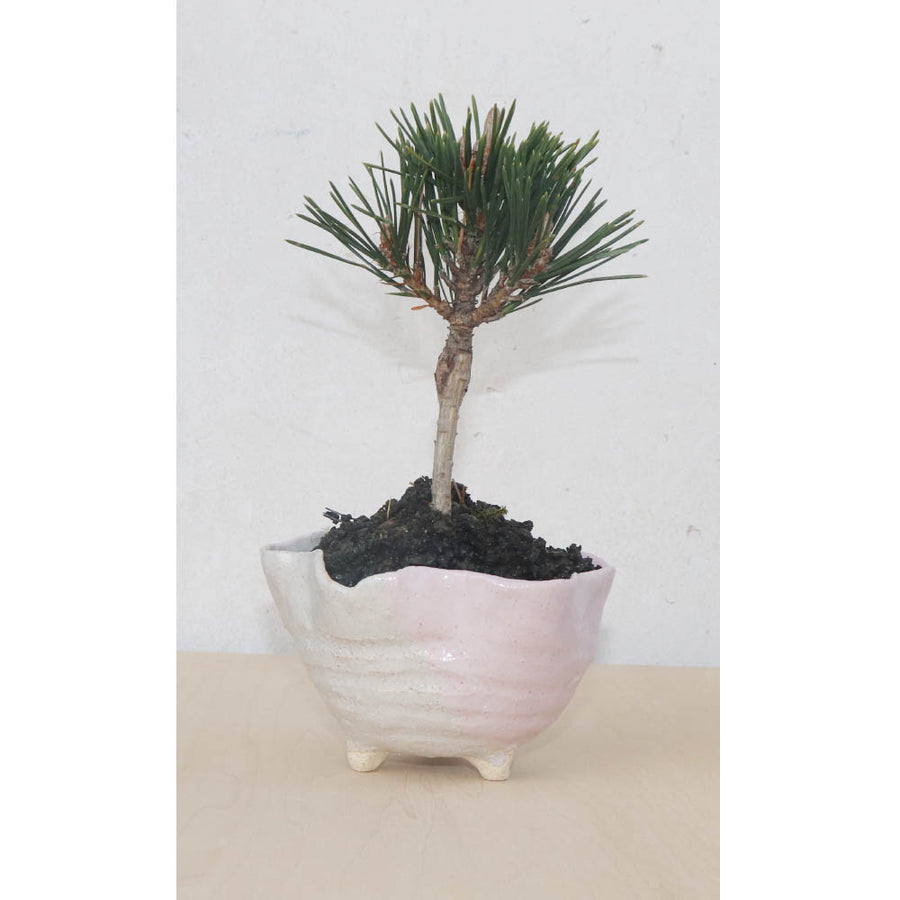 Bonsai Pot Ceramic Mini Bonsai Bowl Planters, Planter Pots, White x Pink
