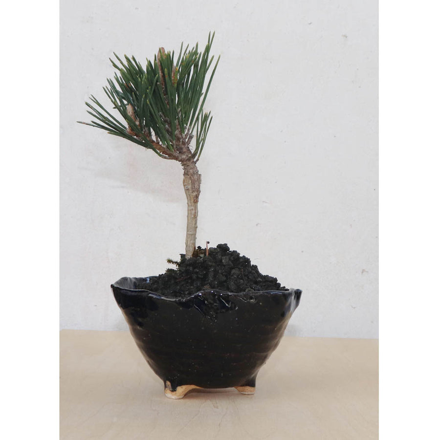 Bonsai Pot Ceramic Mini Bonsai Bowl Planters, Planter Pots, Black